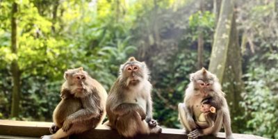 monkey forest